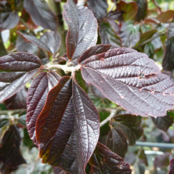 Parrotia persica ‘Bella’