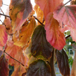 Parrotia persica ‘Vanessa’