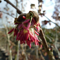 Parrotia persica ‘Vanessa’