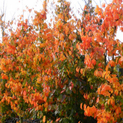 Parrotia persica ‘Vanessa’