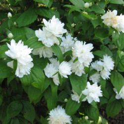 Philadelphus virginalis