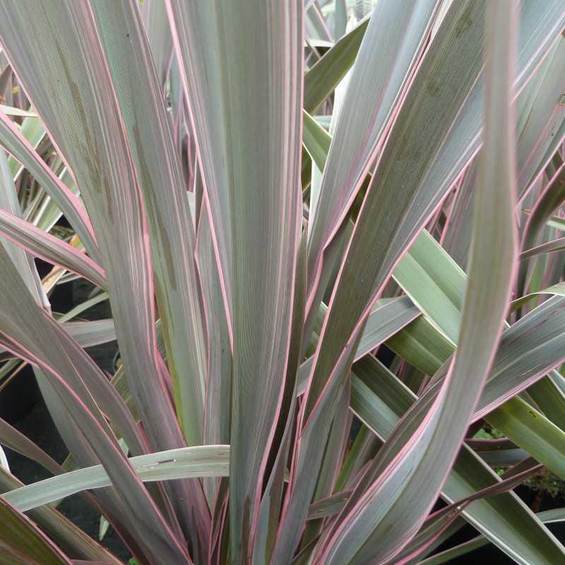 Phormium Tenax ‘Pink Stripe’