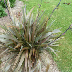 Phormium ‘Chocomint