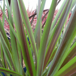 Phormium ‘Chocomint