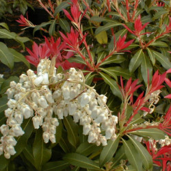 Pieris japonica ‘Forest Flame’