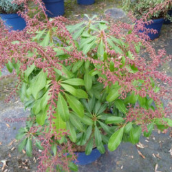 Pieris japonica ‘Valley Rose’