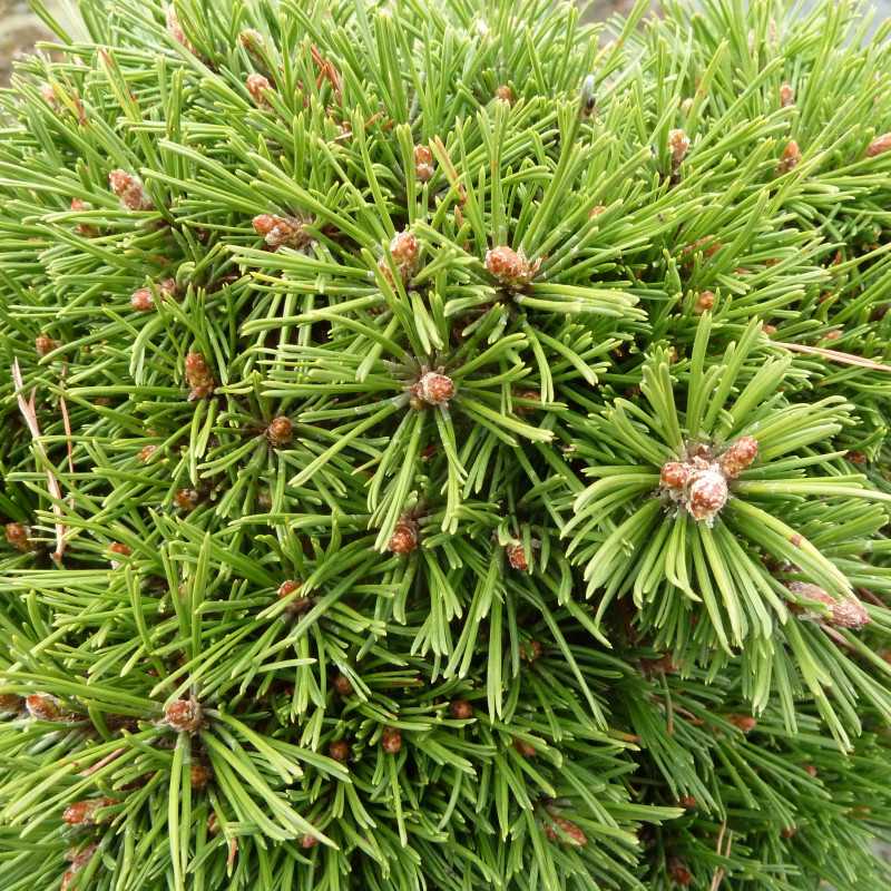 Pinus mugo ‘Benjamin’