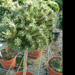 Pinus mugo ‘Benjamin’