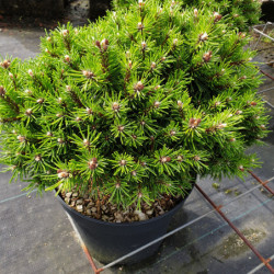 Pinus mugo ‘Benjamin’