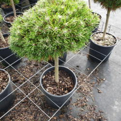 Pinus mugo ‘Benjamin’