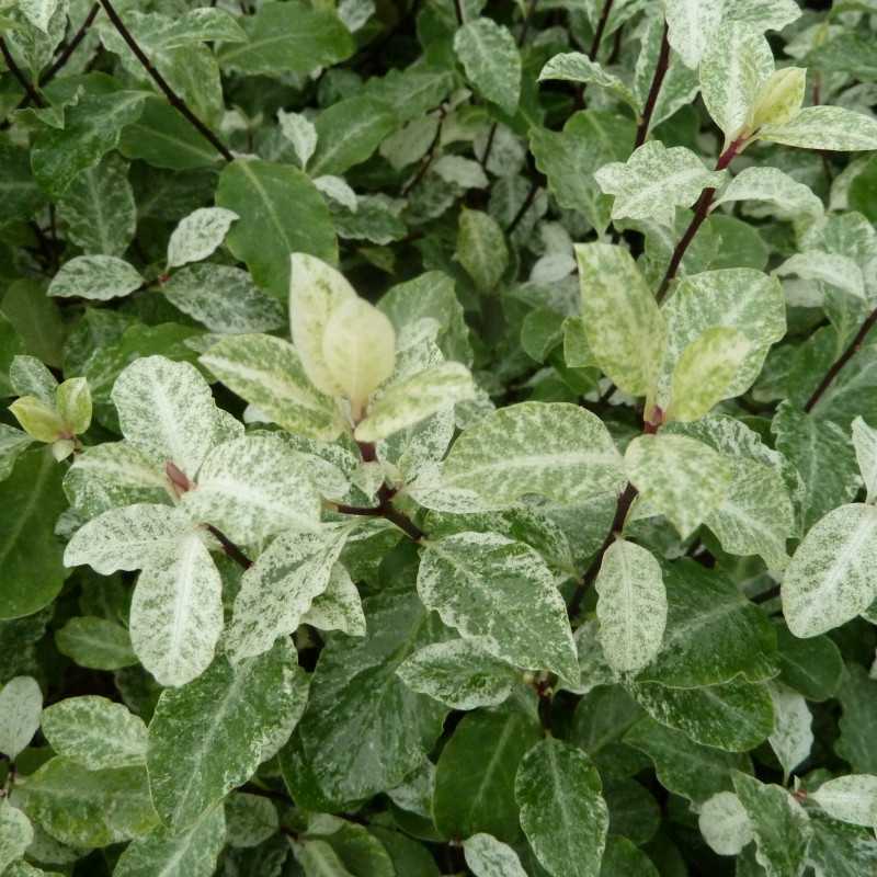 Pittosporum tenuifolium ‘Irene Paterson’ - Pittospore à petites feuilles