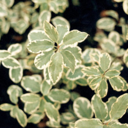 Pittosporum tenuifolium ‘Variegata’