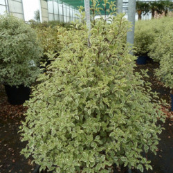 Pittosporum tenuifolium ‘Variegata’