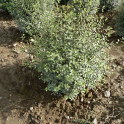 Pittosporum tenuifolium ‘Variegata’