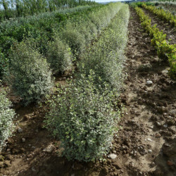 Pittosporum tenuifolium ‘Variegata’