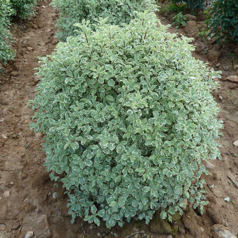 Pittosporum tenuifolium ‘Variegata’