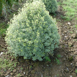 Pittosporum tenuifolium ‘Variegata’