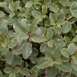 Pittosporum tenuifolium ‘Victoria’