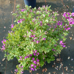 Polygala myrtifolia