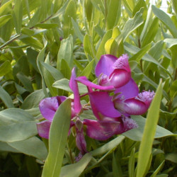 Polygala myrtifolia