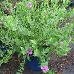 Polygala myrtifolia