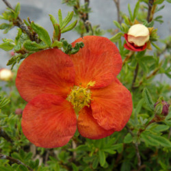 Potentilla fruticosa ‘Red Joker’ - Potentille arbustive