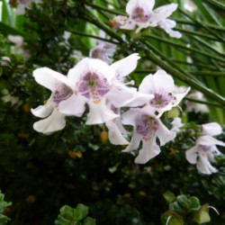 Prostanthera cuneata