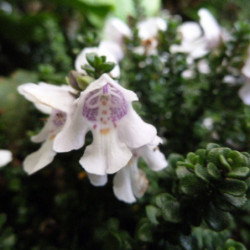 Prostanthera cuneata