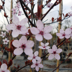 Prunus cerasifera var. pissardii - Prunier pourpre