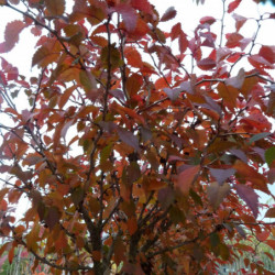 Prunus incisa ‘Kojo-no-mai’ - Cerisier à fleurs nain du Japon