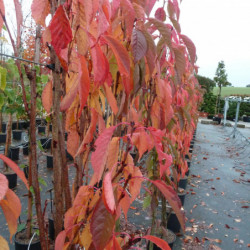 Prunus serrulata ‘Amanogawa’