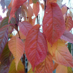 Prunus serrulata ‘Amanogawa’