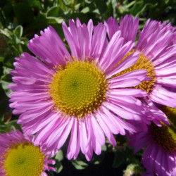 Erigeron glaucus ‘Sea Breeze’