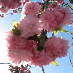 Prunus serrulata ‘Kiku-Shidare-Zakura’