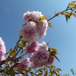 Prunus serrulata ‘Kiku-Shidare-Zakura’