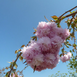 Prunus serrulata ‘Kiku-Shidare-Zakura’