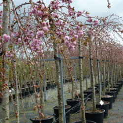 Prunus serrulata ‘Kiku-Shidare-Zakura’