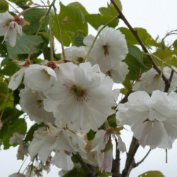 Prunus serrulata ‘Shimidsu’