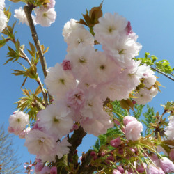 Prunus serrulata ‘Shimidsu’