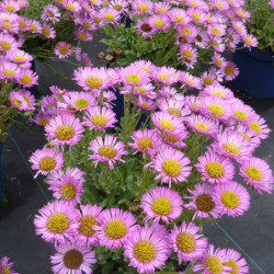 Erigeron glaucus ‘Sea Breeze’