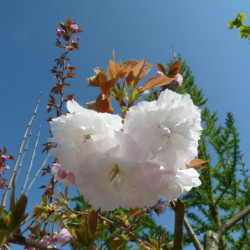 Prunus serrulata ‘Shimidsu’