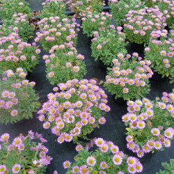 Erigeron glaucus ‘Sea Breeze’