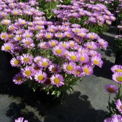 Erigeron glaucus ‘Sea Breeze’