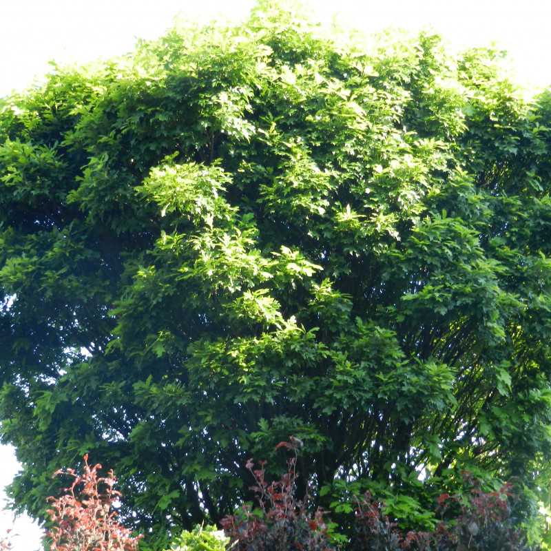 Quercus palustris ‘Green Dwarf’ - Chêne des marais