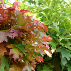 Quercus palustris ‘Green Dwarf’ - Chêne des marais