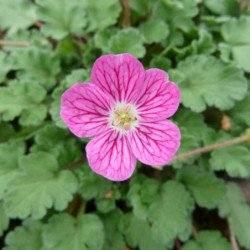 Erodium variabile ‘Bishop's Form’