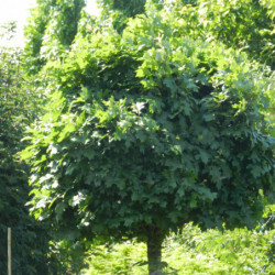 Quercus palustris ‘Green Dwarf’ - Chêne des marais