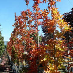 Quercus palustris ‘Green pillar‘ ® - ‘Pringreen’ - Chêne des marais