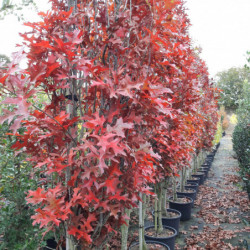 Quercus palustris ‘Green pillar‘ ® - ‘Pringreen’ - Chêne des marais