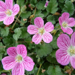 Erodium variabile ‘Bishop's Form’